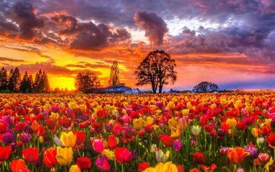 Tulip Harvest in Çatalhöyük