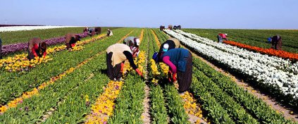 Tur Acentesi Yazılımı - Tur Acentesi Sitesi - Hazır Tur Acentesi Yazılımı